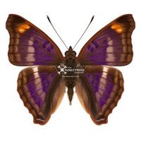 DOXOCOPA PAVON THEODORA